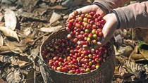 TT cà phê tuần 37: Giá tại các khu vực trọng điểm giảm 300 đồng/kg