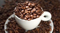 TT cà phê ngày 13/01: Giá tuột dốc chạm mức thấp nhất ở 30.900 đồng/kg