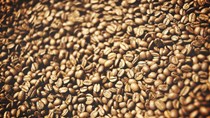TT cà phê ngày 15/01: Giá đi ngang tại các vùng nguyên liệu trọng điểm Tây Nguyên
