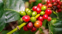 TT cà phê ngày 22/01: Giá giảm thêm 300 đồng/kg trên toàn vùng nguyên liệu