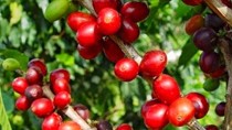 Xuất khẩu cà phê nhân của Brazil trong niên vụ 2020/21 đạt kỷ lục 41,63 triệu bao