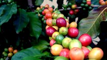 Tiêu thụ cà phê toàn cầu sẽ tăng 1-2%/năm đến năm 2030