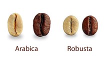 Giá cà phê hôm nay 20/5: Mất mốc 33.000 đồng/kg sau khi giảm nhẹ 200 đồng