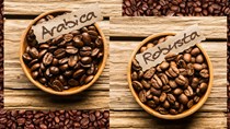 TT cà phê ngày 14/5: Giá tiếp nối đà giảm phiên trước xuống mức 32.000 - 33.100 đồng/kg