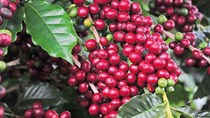 TT cà phê ngày 31/3: Giá các tỉnh Tây Nguyên mất mốc 32.000 đồng/kg