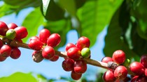 Giá cà phê tăng mạnh mà nông dân Tây Nguyên vẫn lỗ “sặc gạch” (Bài 2): Vì sao “Phú quý giật lùi“?