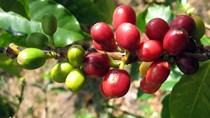 TT cà phê ngày 09/3: Giá giảm nhẹ 100 đồng/kg tại các vùng nguyên liệu Tây Nguyên
