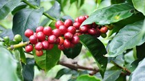 USDA: Sản lượng và tiêu thụ cà phê toàn cầu dự báo tăng trong niên vụ 