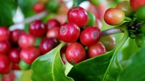 TT cà phê ngày 12/3: Giá tăng thêm 200 đồng tại các vùng nguyên liệu trọng điểm