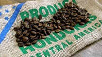 TT cà phê ngày 16/11: Giá mất mốc 34.000 đồng/kg sau phiên sụt giảm cuối tuần