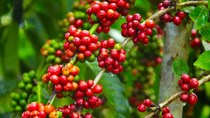 TT cà phê tuần 49: Sức ép bán đè nặng lên robusta do nhà sản xuất vào kỳ thu hái rộ