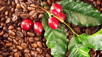 ICO: Ước tính sản lượng cà phê thế giới năm 2019 - 2020 giảm nhẹ 
