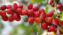 TT cà phê tuần 51: Xuất khẩu giảm mạnh do giá thấp