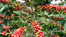 TT cà phê ngày 11/12: Giá tăng mạnh mẽ, gần chạm mốc 34.000 đồng/kg