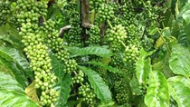 TT cà phê tuần 47: Giá arabica đột ngột tăng tốc do lo ngại thiếu hụt nguồn cung 