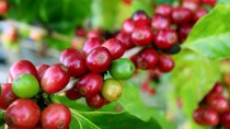 TT cà phê ngày 14/12: Giá nhiều tỉnh Tây Nguyên tiến sát mốc 33.000 đồng/kg