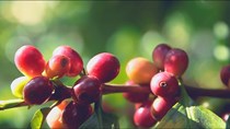 TT cà phê ngày 01/7: Giá hồi phục mang lại năng lượng tích cực cho người trồng