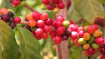 TT cà phê ngày 10/7: Giá tại các vùng trọng điểm lên trên mức 31.000 đồng/kg