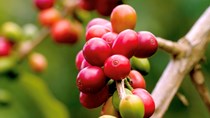 TT cà phê tháng 11/2020: Dự báo giá cà phê toàn cầu sẽ tiếp tục xu hướng tăng 