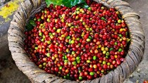 TT cà phê ngày 15/12: Mức giá cao nhất lên 33.200 đồng/kg tại nhiều tỉnh Tây Nguyên