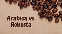Thị trường cà phê hôm nay 17/11: Giá arabica lùi khỏi mức cao 19 tuần