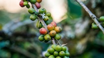 Kết thúc niên vụ 2022-2023, cà phê Việt Nam 'mất mùa được giá'