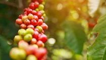 ICO: Thị trường cà phê toàn cầu có thể thâm hụt 7,3 triệu bao trong niên vụ 2022 – 2023
