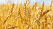 Tin MXV sáng 27/2: Giá lúa mì giảm mạnh hơn 7%