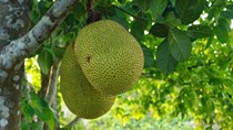 TT nông sản ngày 19/5: Rau củ quả có nhiều ưu đãi; đường hồi phục do giá dầu tăng
