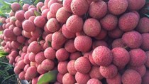 TT nông sản ngày 26/5: Nhiều loại rau củ trong nước và trái cây nhập khẩu có giá tốt