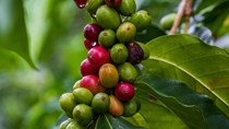ICO: Giá cà phê robusta tăng lên mức cao nhất 30 năm