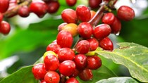 Đăk Lăk xây dựng kế hoạch giúp nông dân thu hoạch cà phê
