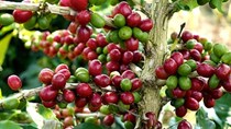 Giá cà phê tuần 40 (04/10 – 09/10): Giao dịch trầm lắng do chưa bắt đầu thu hoạch vụ mới