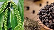 TT hạt tiêu ngày 20/9: Giá cao nhất lui về 43.000 đồng/kg