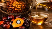 Thiếu hụt lao động cùng thời tiết bất thường gây sức ép lên nguồn cung dầu cọ toàn cầu trong năm 2027