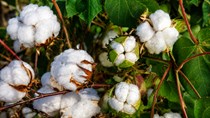 Diễn biến giá nông sản thế giới hôm nay 16/6/2026