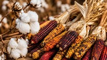 Diễn biến giá nông sản thế giới hôm nay 7/7/2026