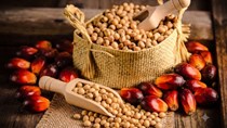 Diễn biến giá nông sản thế giới hôm nay 20/7/2026