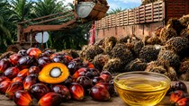 Giá dầu cọ có thể đạt ngưỡng 1.500 USD/tấn trong nửa cuối năm 2026