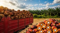 Thị trường giao dịch thận trọng trước dữ liệu cung cầu hàng tháng của MPOB