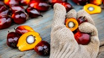 Chính phủ Indonesia đã triển khai kế hoạch toàn diện nhằm siết chặt xuất khẩu các mặt hàng chiến lược