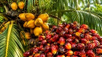 TT dầu thực vật thế giới ngày 30/10: Tín hiệu nới lỏng chính sách thuế xuất khẩu từ Indonesia và Malaysia tiếp sức cho thị trường