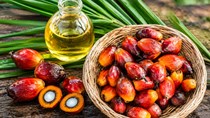 TT dầu thực vật thế giới ngày 29/10: Sức ép từ thị trường nông sản quốc tế và khoảng trống tin tức chính sách kìm hãm giá dầu cọ