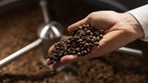 TT cà phê ngày 7/5: Các doanh nghiệp xuất khẩu đẩy mạnh thu mua trở lại