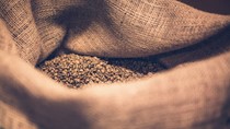 TT cà phê ngày 24/3: Cà phê Việt Nam đang chiếm ưu thế khi nguồn cung robusta từ nhiều quốc gia chưa tăng mạnh