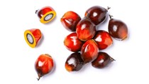 Nhu cầu dầu cọ từ Trung Quốc và Ấn Độ có thể tăng trong hai tháng tới