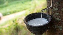 TT cao su châu Á ngày 31/7: Giá tại Nhật Bản giảm do thuế quan ô tô và sản xuất đình trệ