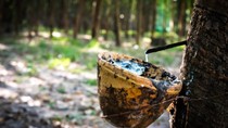 TT cao su châu Á ngày 17/6: Giá tại Nhật Bản tăng do thời tiết xấu ảnh hưởng đến hoạt động thu hoạch