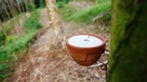Bảng giá cao su châu Á hôm nay 8/5/2025