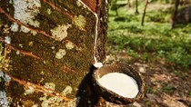 TT cao su châu Á ngày 13/6: Giá tại Nhật Bản tăng trở lại khi giá dầu tăng